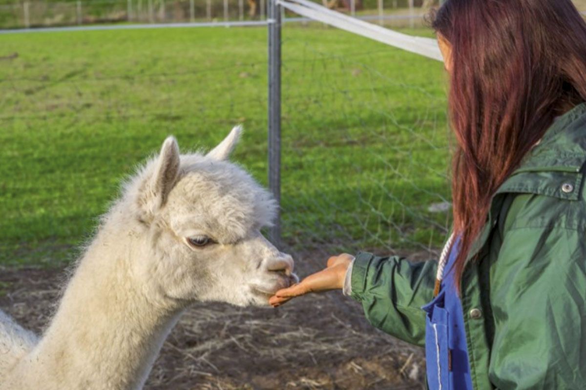 Emsige Alpakas Delbrück Schnupperkurs