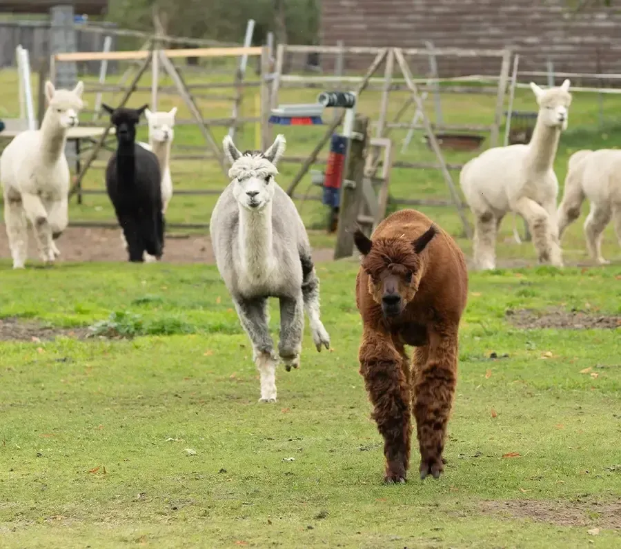 emsige alpakas steinhorst alpaka mutter kind after work frauen wanderung