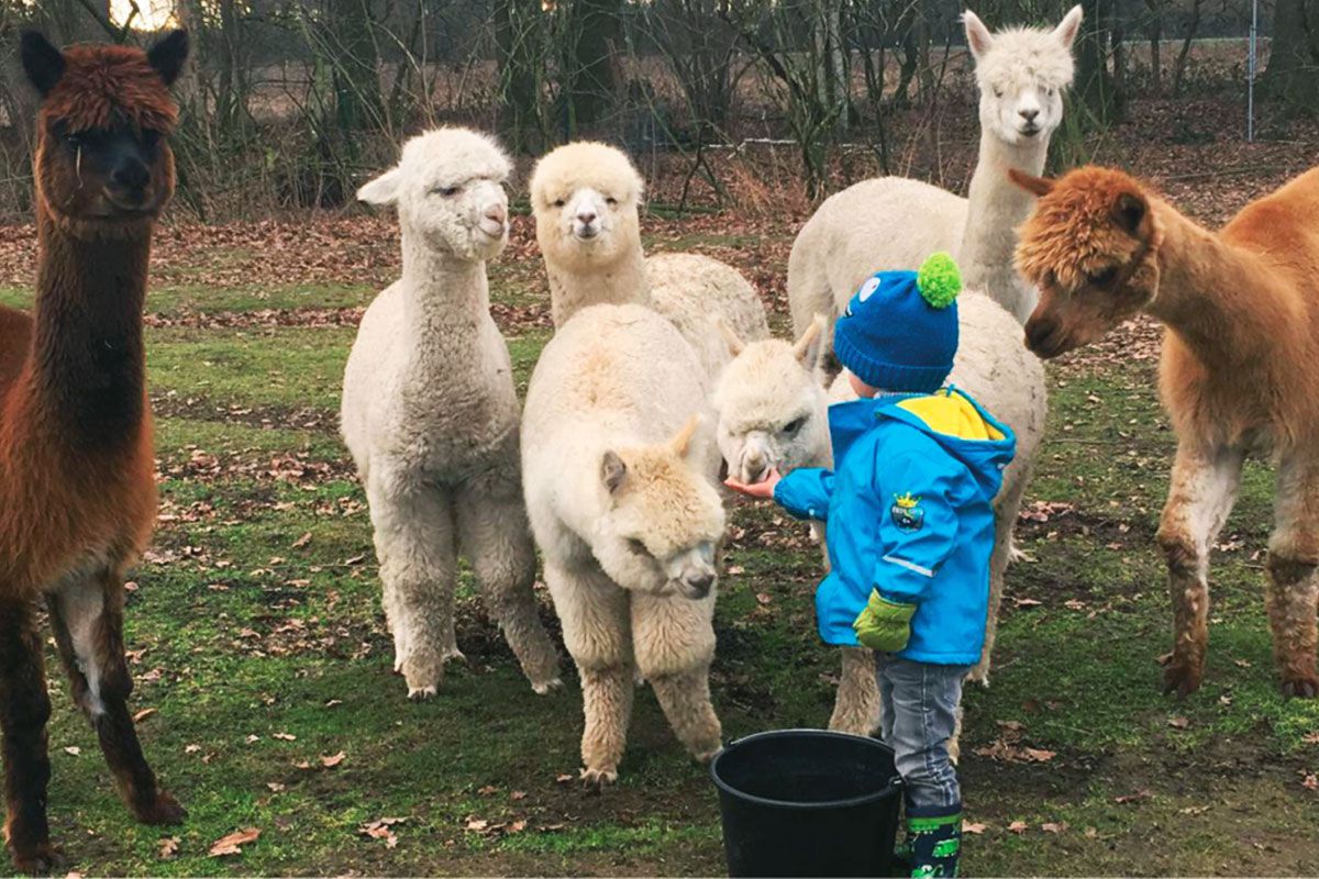 Alpaka Delbrück Steinhorster becken Kindergeburtstage