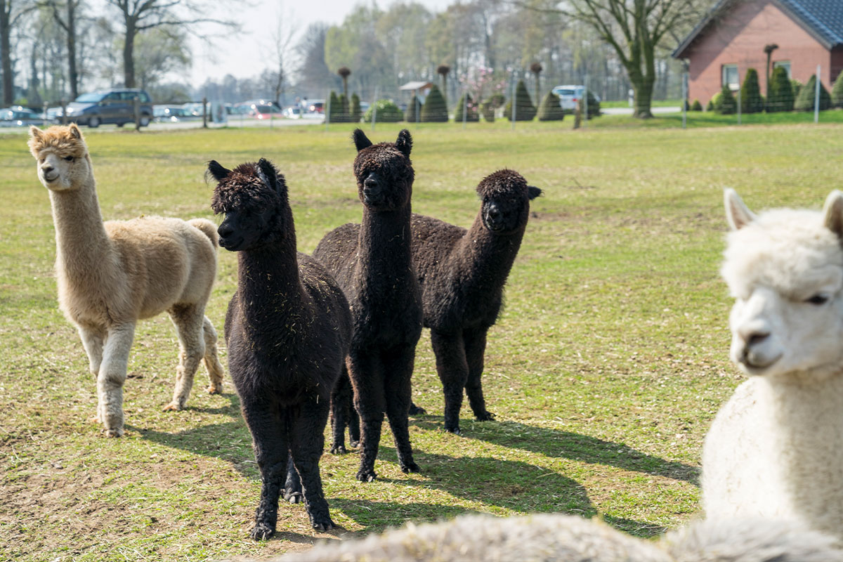 Emsige Alpakas Delbr&uuml;ck Steinhorst
