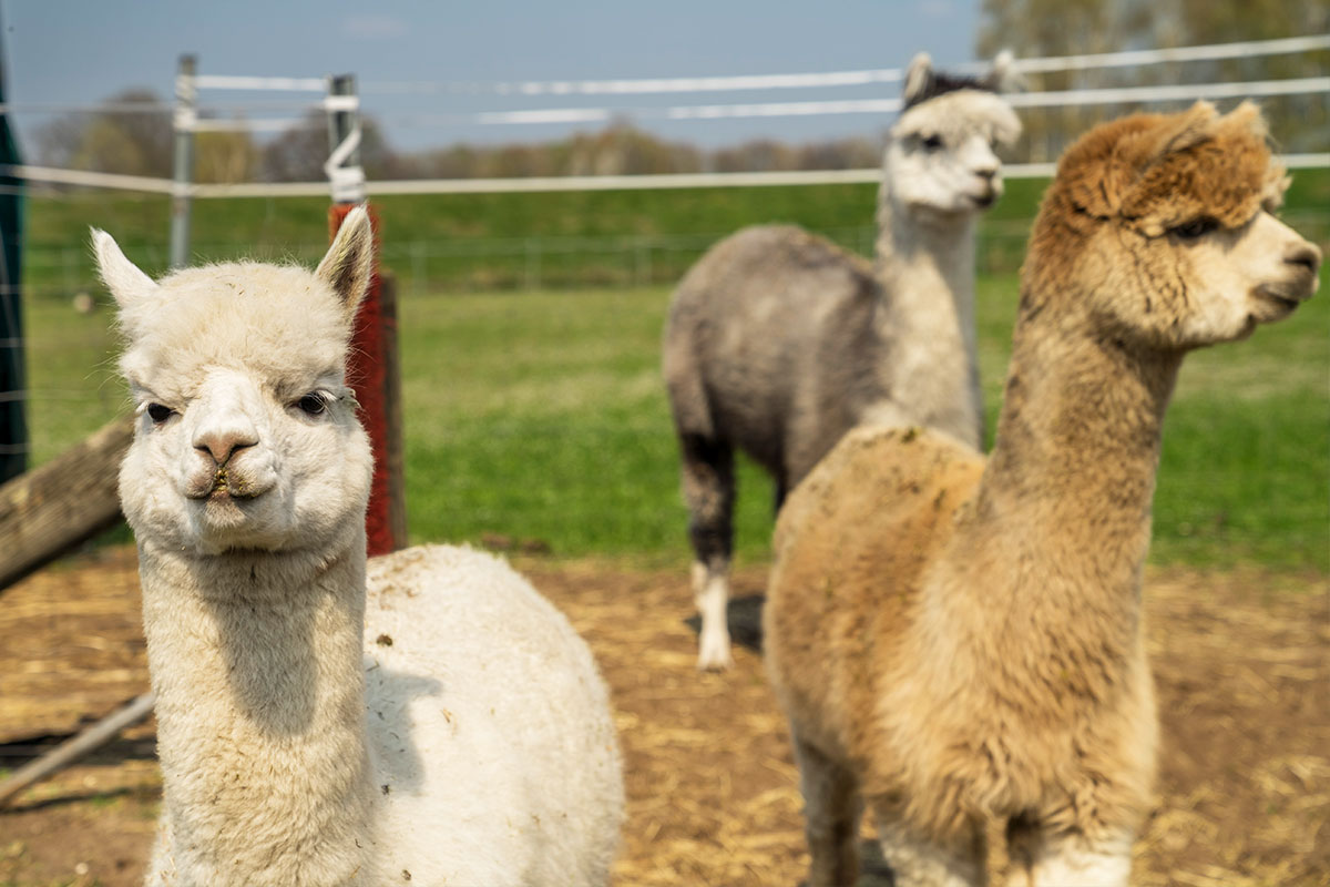 Emsige Alpakas Delbr&uuml;ck Steinhorst