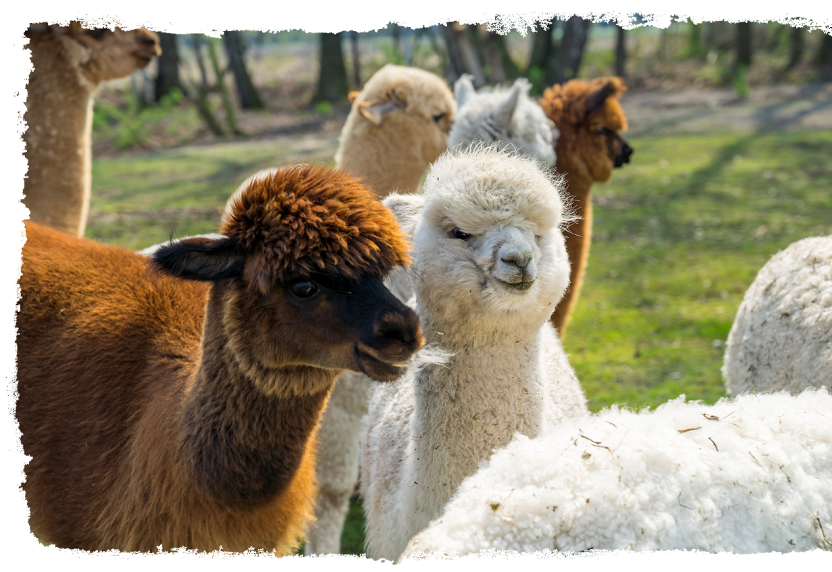 Emsige Alpaka Wanderungen Delbrück