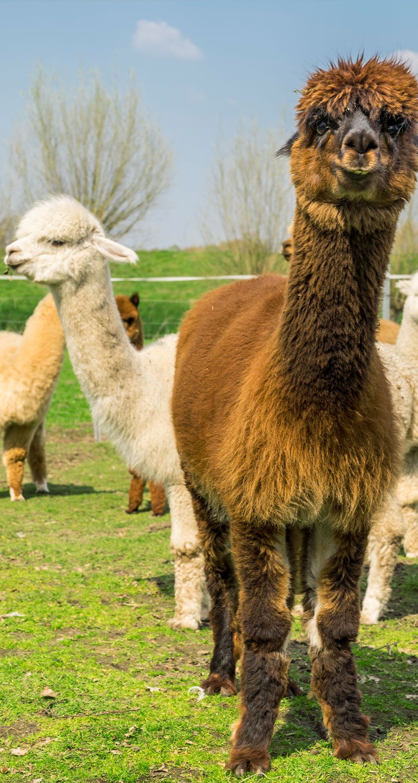 Emsige Alpaka Delbrück Steinhorst On tour