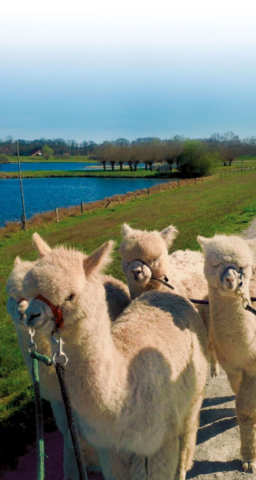 Alpakas Delbrück am Steinhorster becken schnupperkurs