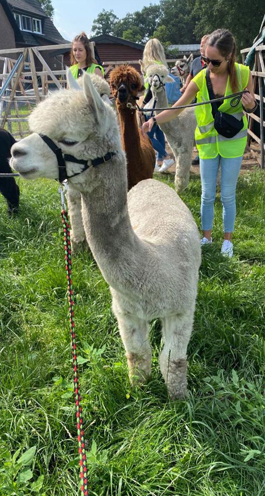 Emsige Alpaka Delbrück am steinhorster becken jga