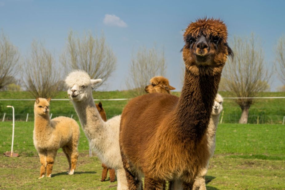 Emsige Alpaka Delbrück