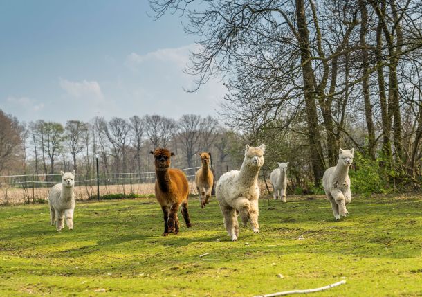emsige alpakas steinhorst wanderungen